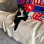 cat, black_and_white_cat, sofa, blanket, fleece, couch, indoor, pet, relaxed, fur, animal, domestic_cat, home, cozy, carpet, pillow, resting, yellow_eyes, sitting, tag