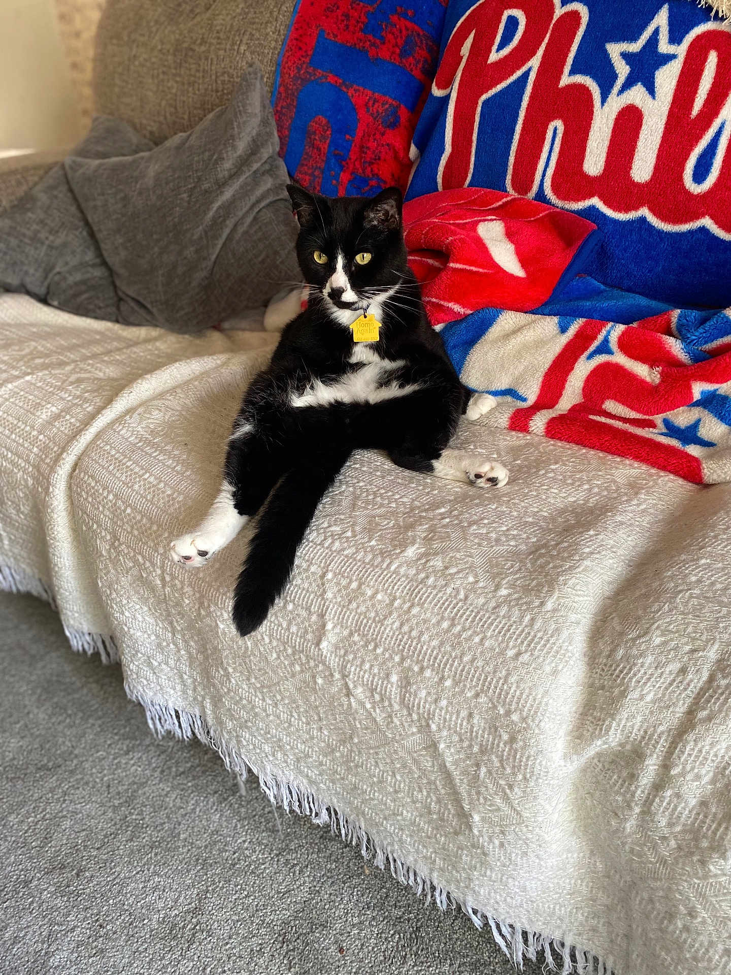 Neko is registered to the contest to win money with this photo: cat, black_and_white_cat, sofa, blanket, fleece, couch, indoor, pet, relaxed, fur, animal, domestic_cat, home, cozy, carpet, pillow, resting, yellow_eyes, sitting, tag