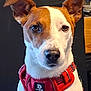 dog, jack_russell_terrier, pet, close_up, portrait, harness, red_harness, ears, eyes, nose, whiskers, white_fur, brown_fur, attentive, looking_at_camera, indoor, muzzle, short_hair, domestic_animal, canine