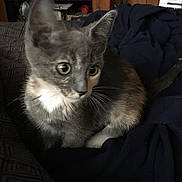 Pecan joined the competition — help win amazing prizes! animal, blanket, cat, cozy, curious, cute, domestic_cat, fabric, feline, fur, gray_cat, indoor, kitten, pet, sitting, small_animal, tail, whiskers, white_fur, young_animal