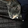Pecan joined the competition — help win amazing prizes! kitten, cat, green_eyes, fur, bedspread, geometric_pattern, blanket, indoor, wooden_furniture, decor, whiskers, pet, animal, curious, young, closeup, soft_light, domestic, feline, resting