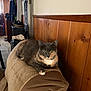 Pecan joined the competition — help win amazing prizes! cat, gray_cat, indoor, furniture, couch, wood_paneling, relaxed, pet, animal, living_room, household_items, seated, looking_at_camera, calm, domestic_cat, feline, cozy, resting, brown_tones, home