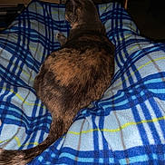 Pecan is registered to the contest to win money with this photo: cat, animal, pet, feline, blanket, plaid, blue, indoor, furniture, sitting, tail, fur, cozy, room, shelf, bottle, container, dim_light, relax, home