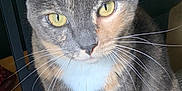 Pecan is registered to the contest to win money with this photo: cat, indoor, feline, pet, animal, close_up, yellow_eyes, fur, whiskers, curious, sitting, wooden_surface, domestic, cute, face, ears, paws, household, tabby, companion