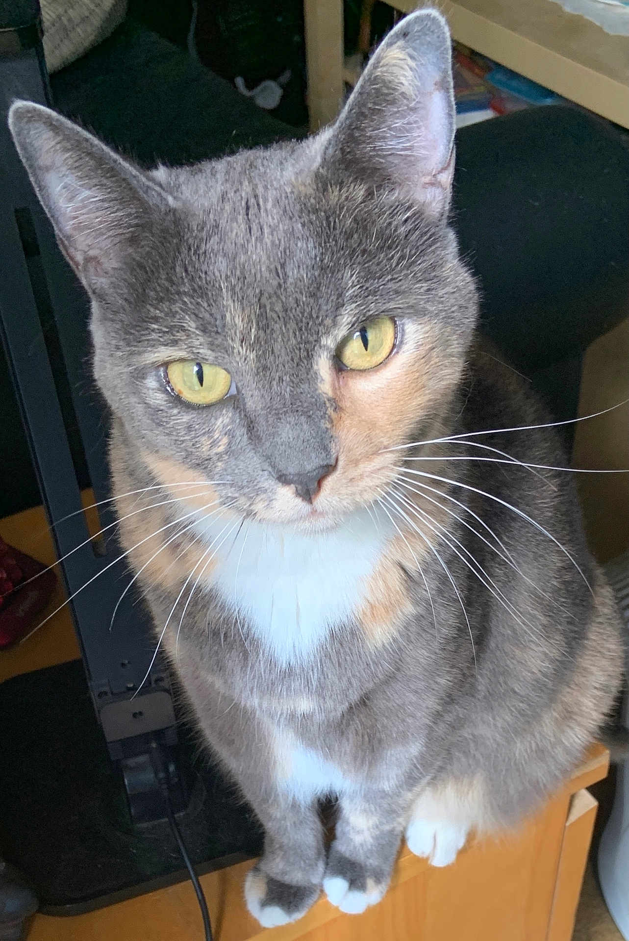Pecan is registered to the contest to win money with this photo: cat, indoor, feline, pet, animal, close_up, yellow_eyes, fur, whiskers, curious, sitting, wooden_surface, domestic, cute, face, ears, paws, household, tabby, companion