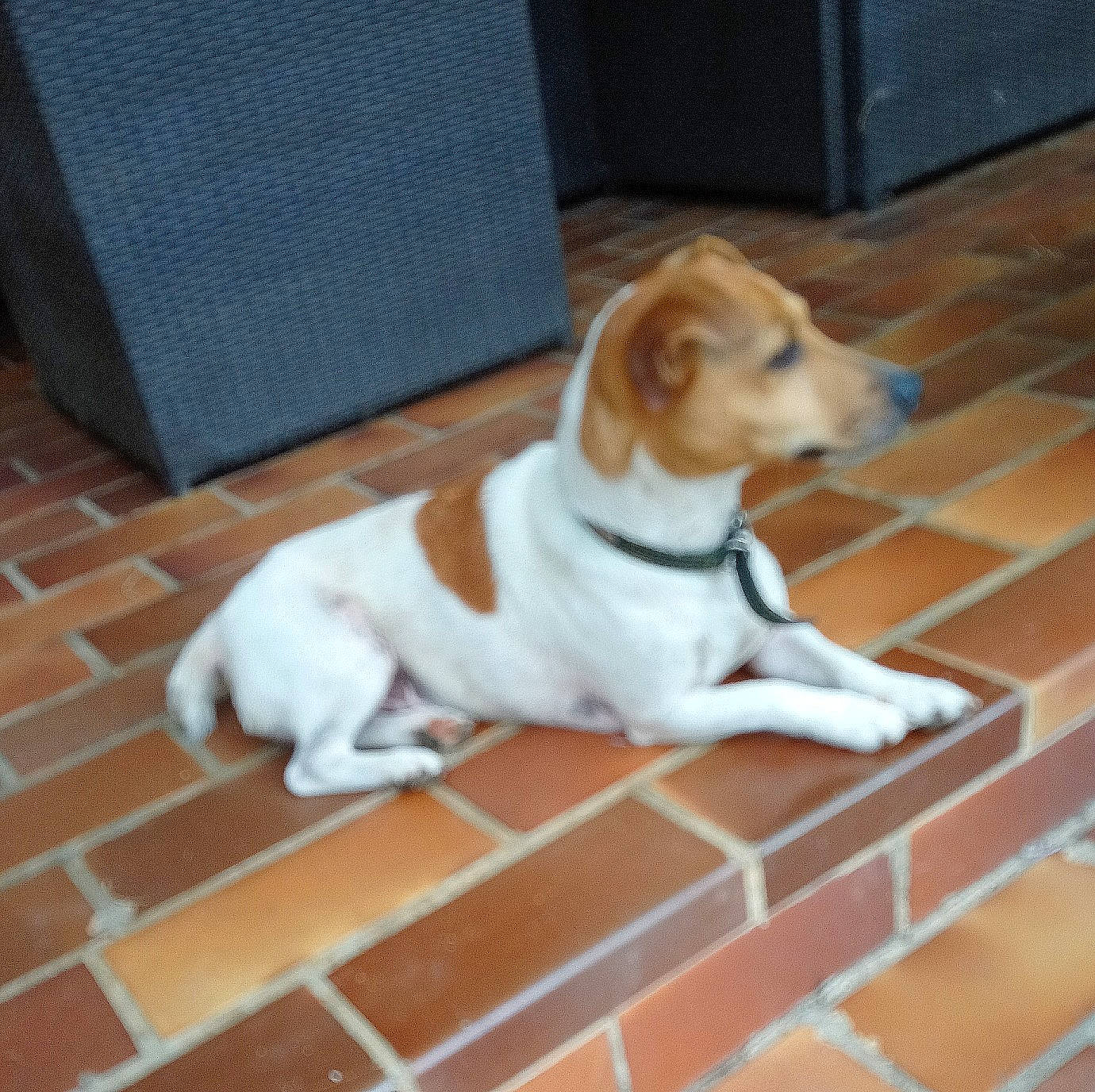 Jack a rejoint le concours — aidez-le/la à gagner de superbes lots ! brick, brickwork, carnivore, collar, companion_dog, dog, dog_breed, dog_supply, fawn, floor, flooring, hardwood, hound, irishjacks, paw, pet_supply, snout, sporting_group, tail, wood