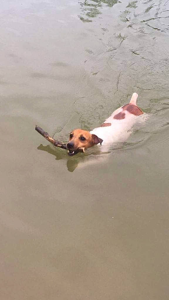 Jack participe au concours pour gagner de l'argent avec cette photo : _geese_and_swans, beach, beak, canidae, carnivore, companion_dog, dog, dog_breed, ducks, fawn, lake, ocean, recreation, sand, seabird, sporting_group, tail, water, water_bird, wind_wave