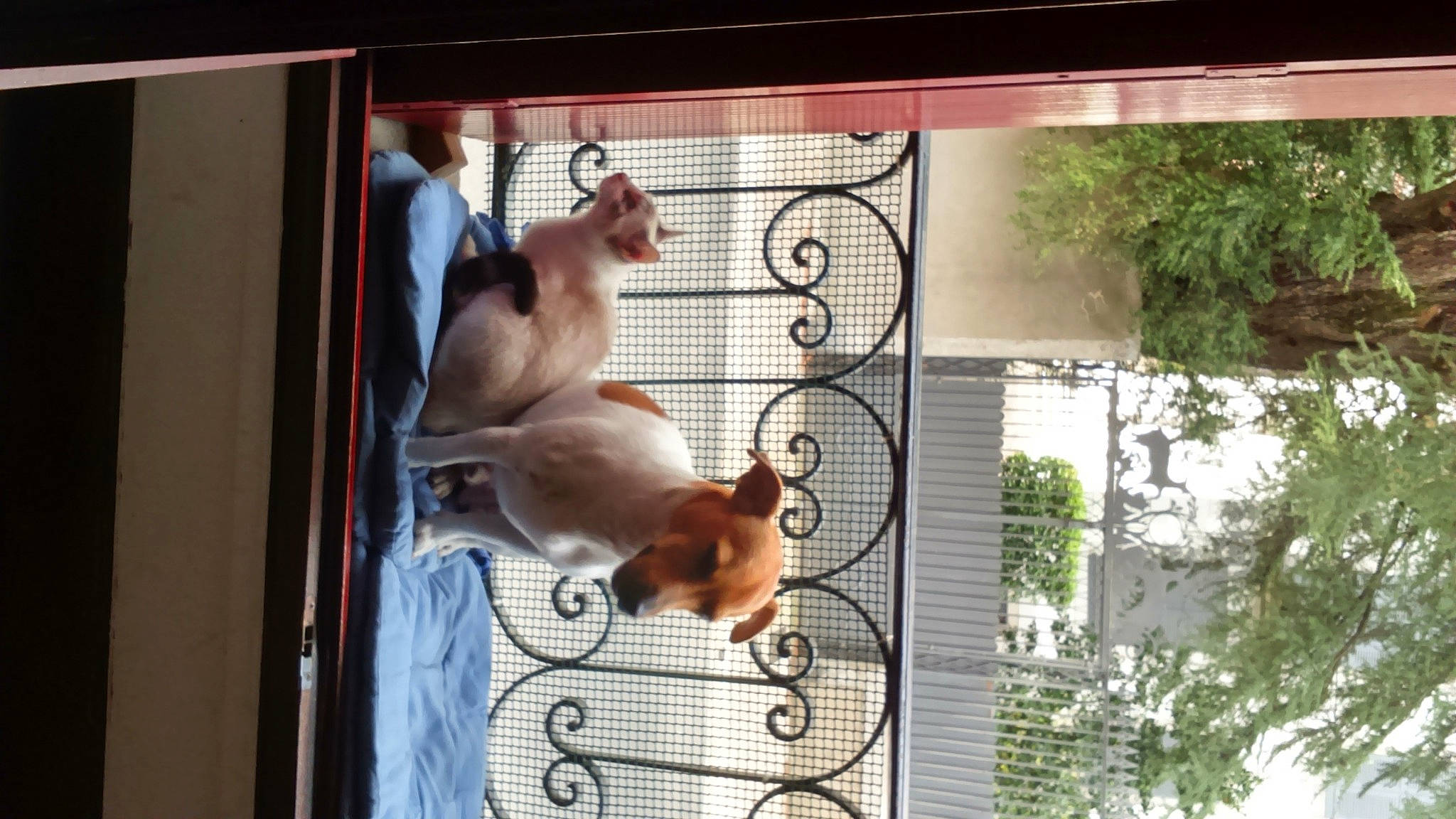 Jack a rejoint le concours — aidez-le/la à gagner de superbes lots ! animal_shelter, canidae, carnivore, companion_dog, dog, dog_breed, dog_supply, fawn, liver, mammal, metal, pet_supply, plant, sporting_group, tail, tree, trunk, vertebrate, window, wood