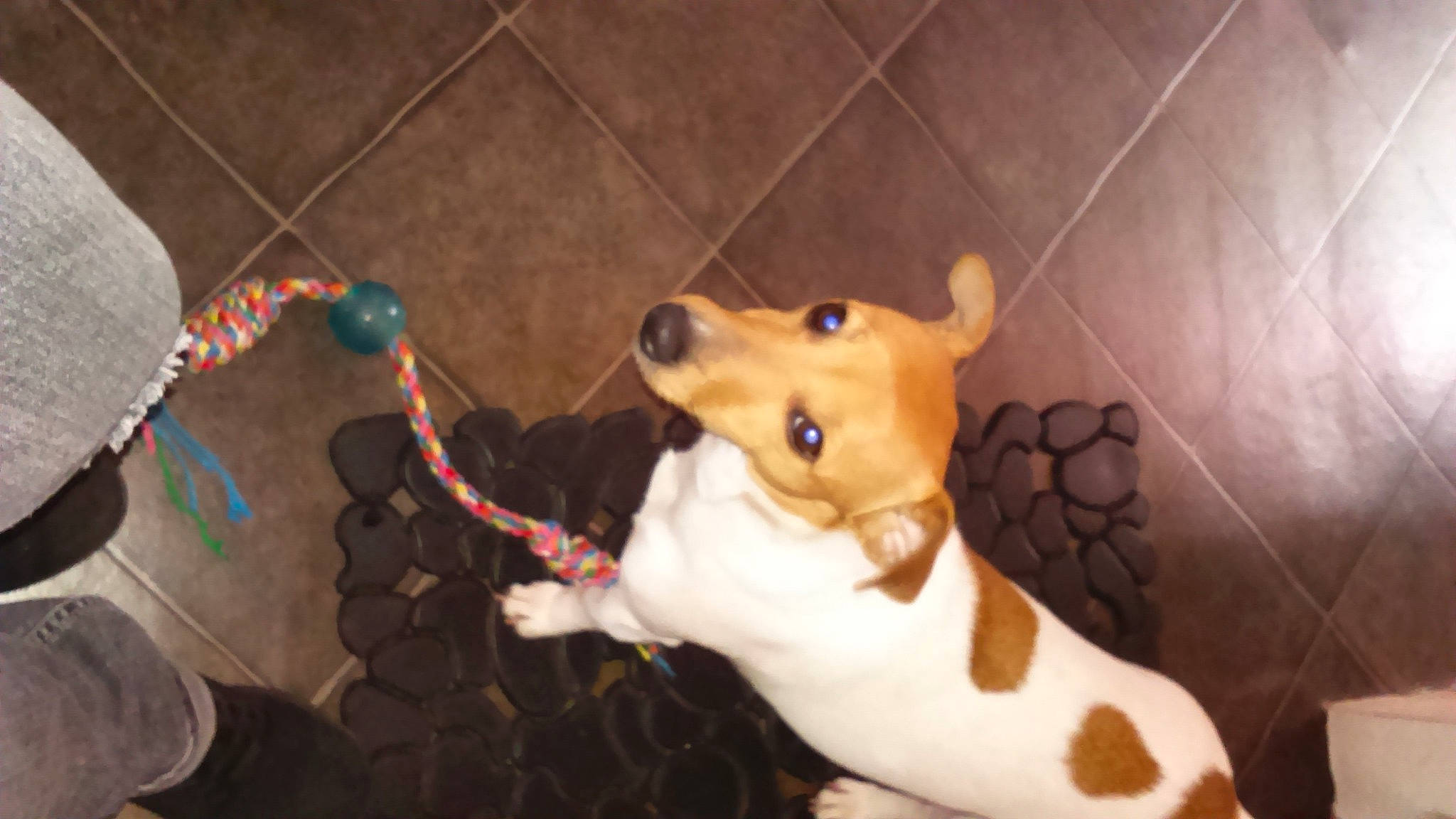 Jack a rejoint le concours — aidez-le/la à gagner de superbes lots ! canidae, carnivore, companion_dog, dog, dog_breed, dog_toy, ear, fawn, felidae, flooring, fur, plush, snout, sporting_group, stuffed_toy, tail, toy, whiskers, wood, working_animal