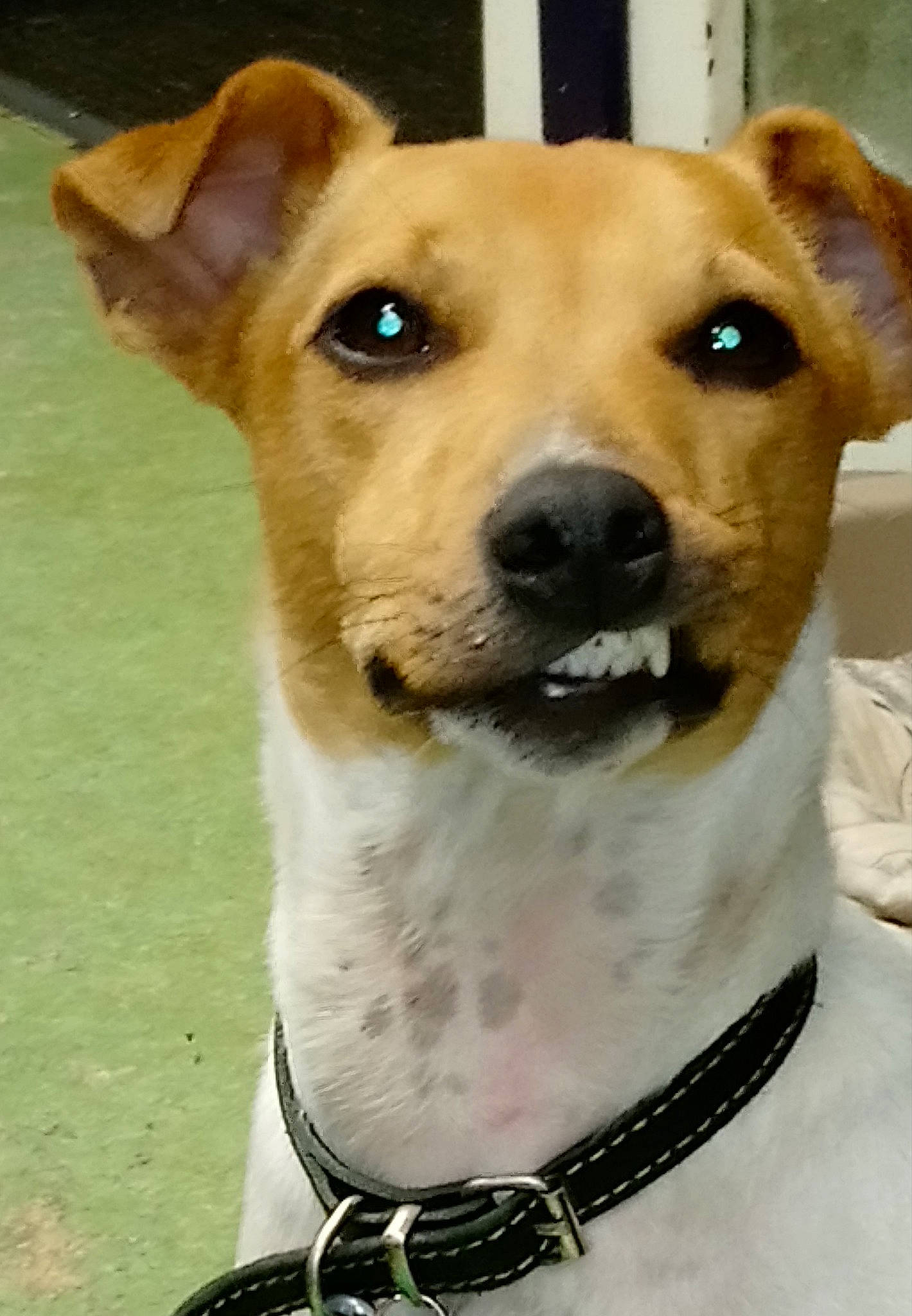 Jack a rejoint le concours — aidez-le/la à gagner de superbes lots ! ancient_dog_breeds, brazilian_terrier, canidae, carnivore, collar, companion_dog, dog, dog_breed, fawn, feist, jack_russell_terrier, mammal, miniature_fox_terrier, potcake_dog, rare_breed_dog, russell_terrier, snout, sporting_group, vertebrate, whiskers