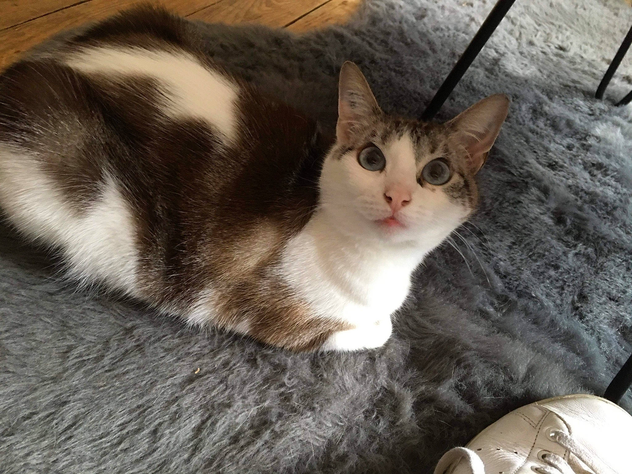 Bichette participe au concours pour gagner de l'argent avec cette photo : box, carnivore, cat, claw, comfort, domestic_short_haired_cat, eye, felidae, foot, fur, head, paw, sitting, small_to_medium_sized_cats, snout, tail, terrestrial_animal, whiskers