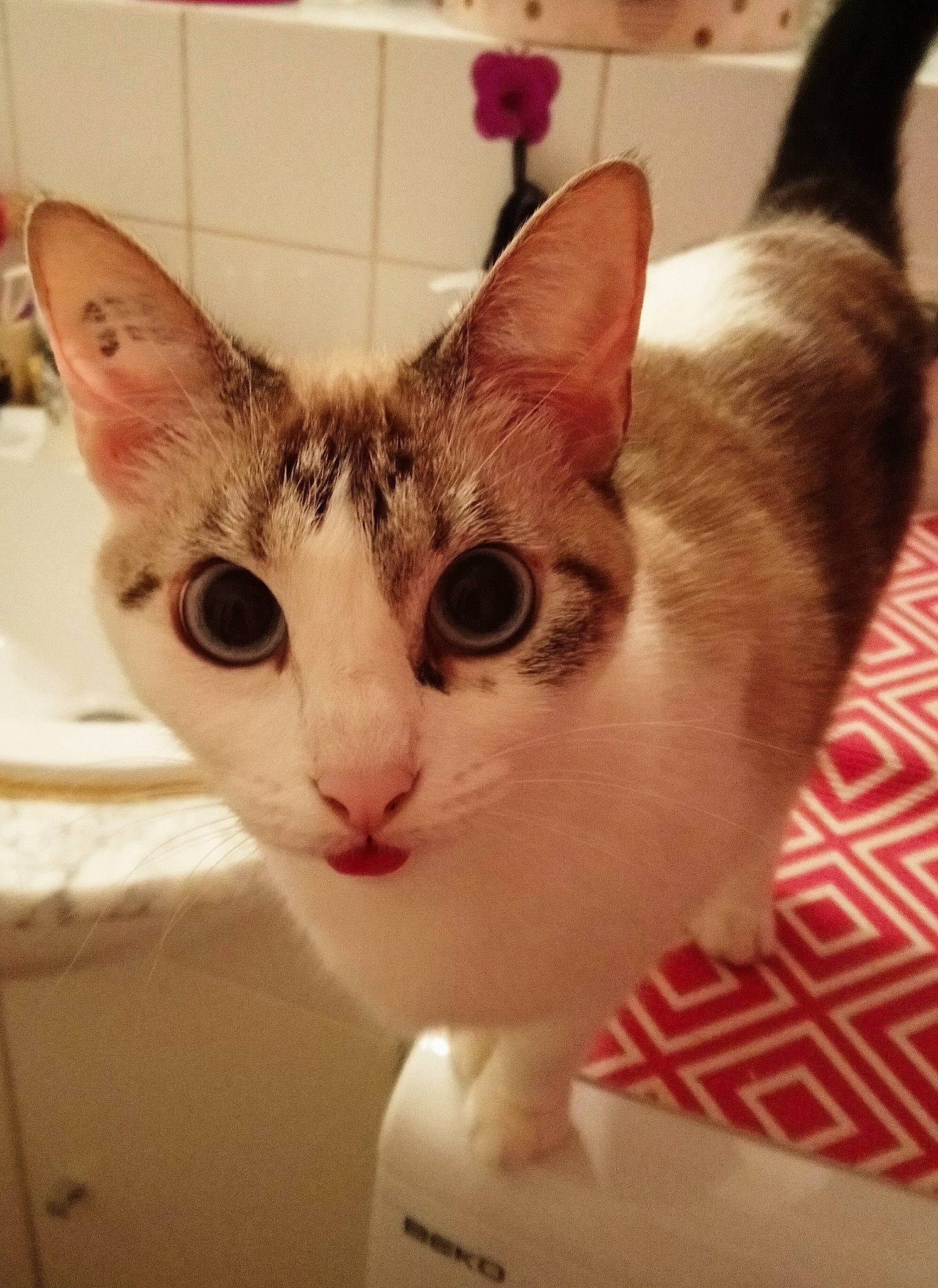 Bichette participe au concours pour gagner de l'argent avec cette photo : aegean_cat, asian, carnivore, cat, domestic_short_haired_cat, ear, european_shorthair, fawn, felidae, kitten, mammal, oriental_shorthair, small_to_medium_sized_cats, snout, tail, vertebrate, whiskers