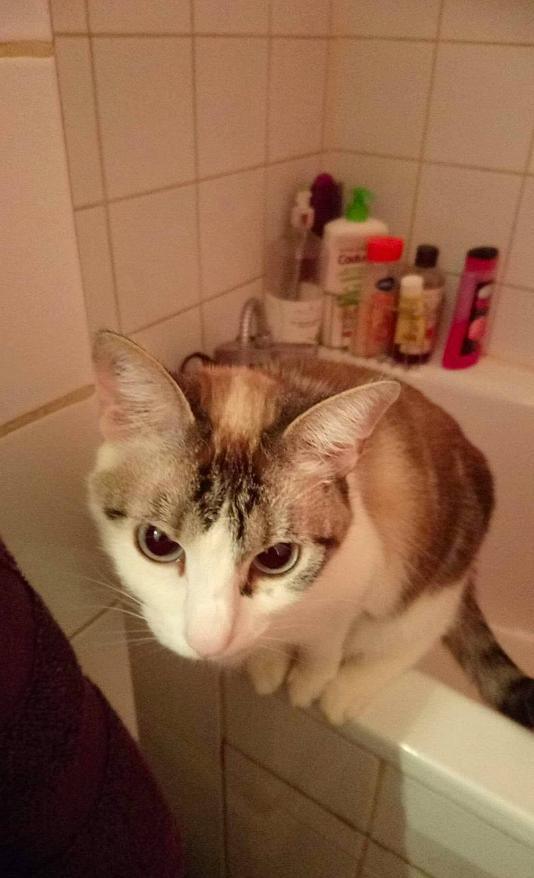 Bichette participe au concours pour gagner de l'argent avec cette photo : aegean_cat, american_shorthair, asian, carnivore, cat, domestic_short_haired_cat, ear, european_shorthair, fawn, felidae, kitten, plumbing_fixture, sink, small_to_medium_sized_cats, tabby_cat, tail, whiskers