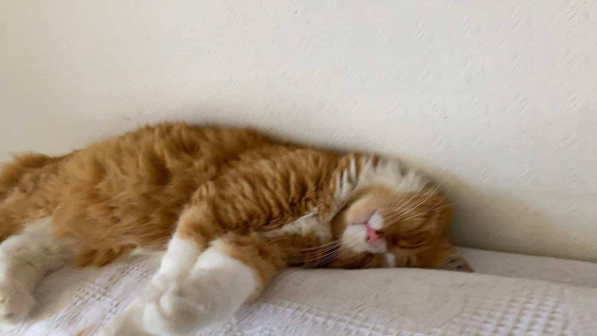 Bichoco a rejoint le concours — aidez-le/la à gagner de superbes lots ! carnivore, cat, claw, comfort, domestic_short_haired_cat, fawn, felidae, foot, fur, nap, paw, sleep, small_to_medium_sized_cats, snout, tail, whiskers