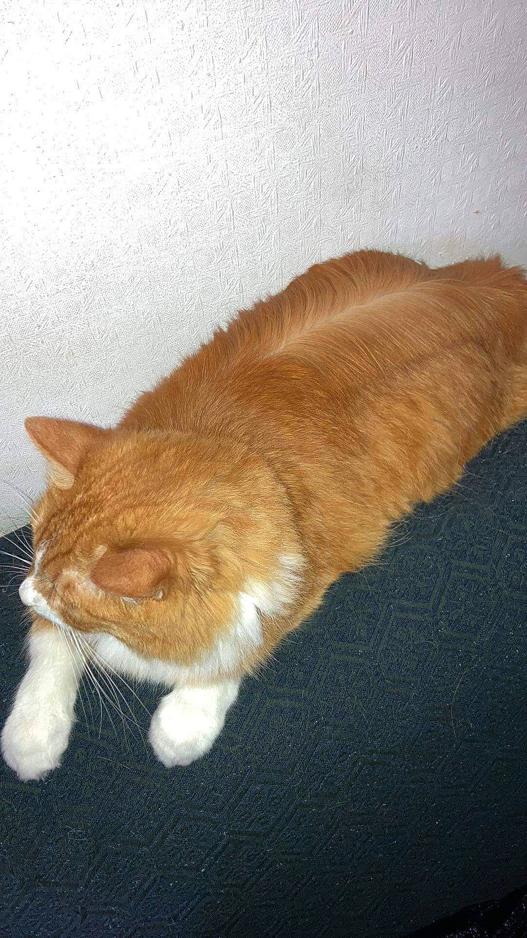 Bichoco participe au concours pour gagner de l'argent avec cette photo : carnivore, cat, claw, comfort, domestic_short_haired_cat, eye, fawn, felidae, foot, fur, head, human_leg, leg, paw, small_to_medium_sized_cats, snout, tail, whiskers, window, wood