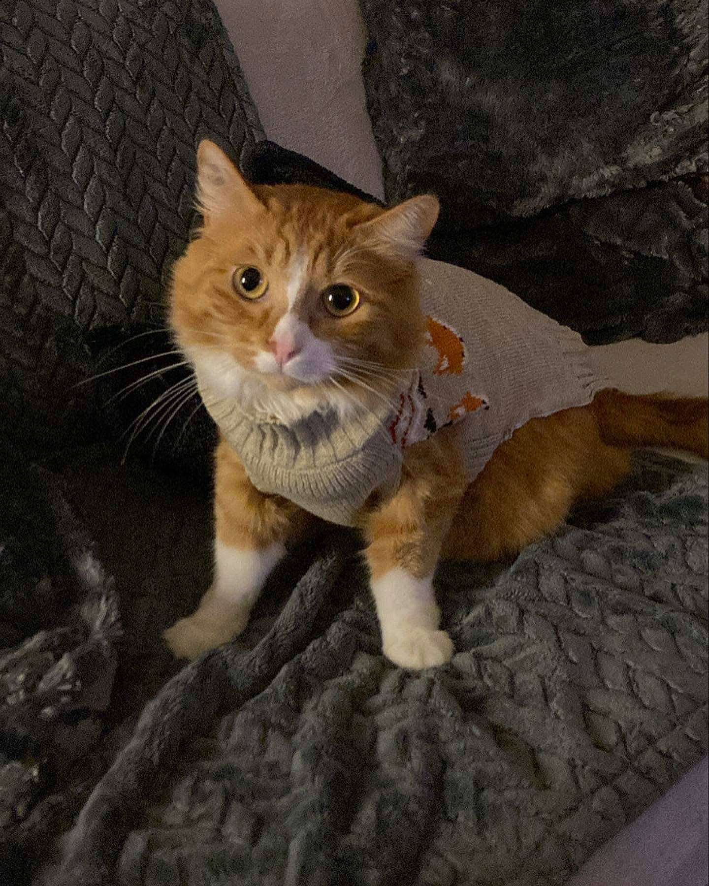 Bichoco a rejoint le concours — aidez-le/la à gagner de superbes lots ! carnivore, cat, claw, domestic_short_haired_cat, fawn, felidae, fur, paw, sitting, small_to_medium_sized_cats, snout, tail, terrestrial_animal, whiskers, window