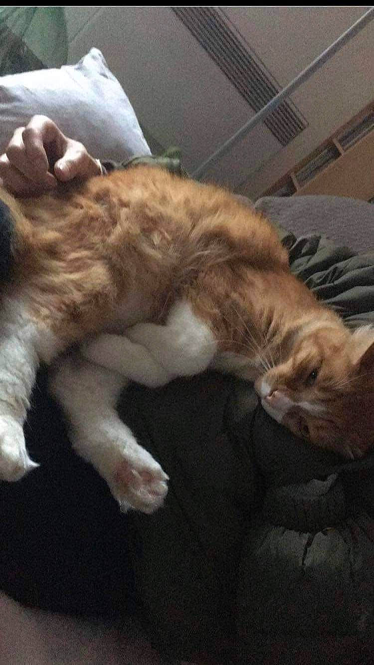 Bichoco participe au concours pour gagner de l'argent avec cette photo : carnivore, cat, claw, cloud, comfort, companion_dog, felidae, fur, gesture, lap, metal, nap, paw, sky, small_to_medium_sized_cats, snout, sporting_group, tail, terrestrial_animal, whiskers