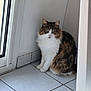 cat, fluffy, indoor, corner, sitting, white_fur, brown_fur, green_eyes, tile_floor, door, quiet, pet, animal, feline, window, fur_pattern, looking, home, calm, domestic