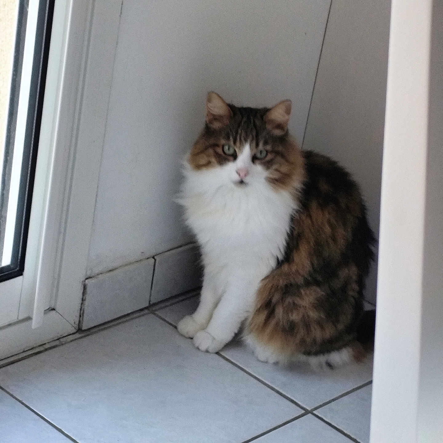 Pirouette a rejoint le concours — aidez-le/la à gagner de superbes lots ! animal, brown_fur, calm, cat, corner, domestic, door, feline, fluffy, fur_pattern, green_eyes, home, indoor, looking, pet, quiet, sitting, tile_floor, white_fur, window