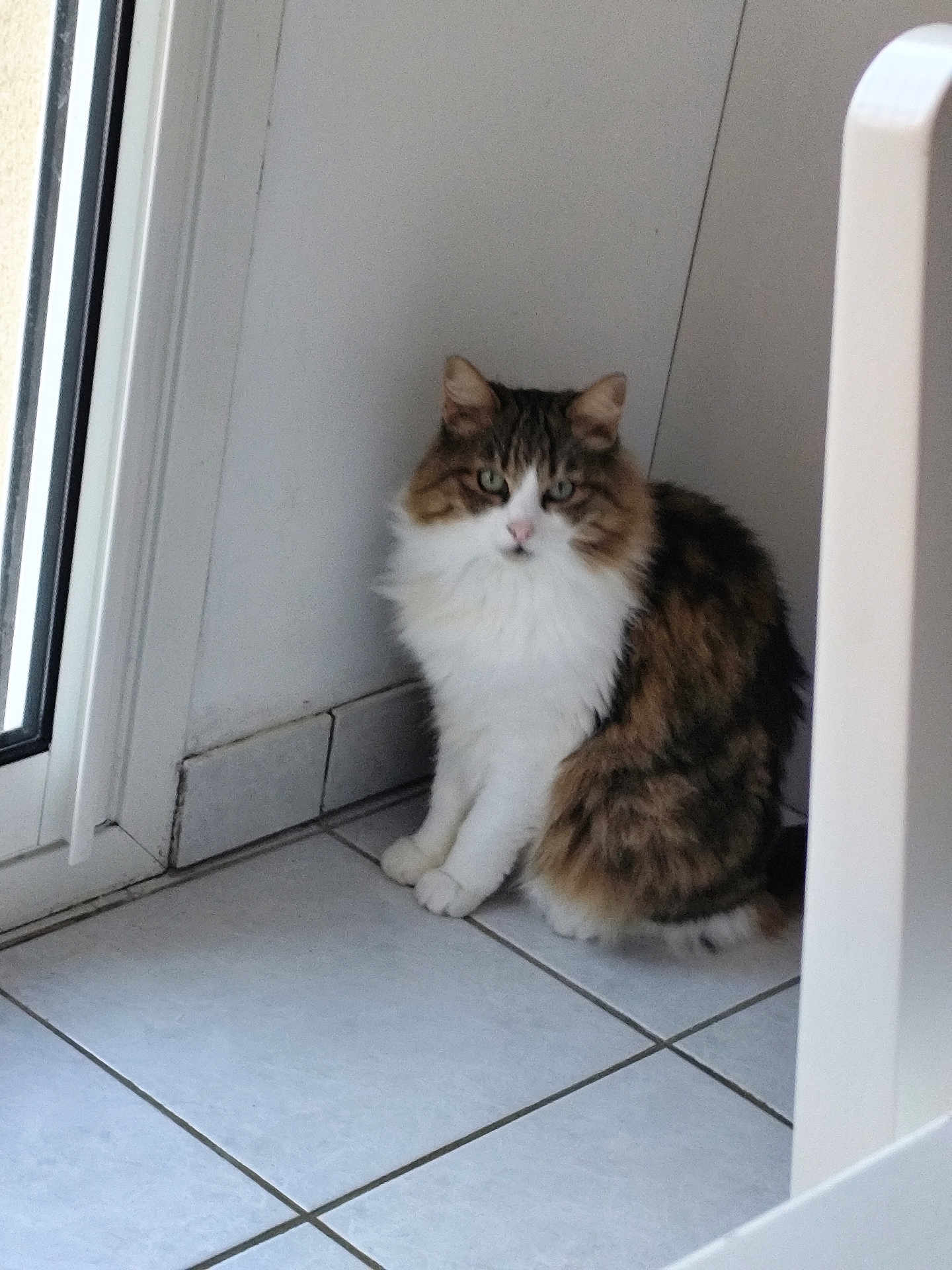Pirouette a rejoint le concours — aidez-le/la à gagner de superbes lots ! cat, fluffy, indoor, corner, sitting, white_fur, brown_fur, green_eyes, tile_floor, door, quiet, pet, animal, feline, window, fur_pattern, looking, home, calm, domestic