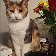 Abbie joined the competition — help win amazing prizes! cat, calico_cat, animal, pet, flower, bouquet, digital_clock, table, indoor, decor, figurine, owl_figurine, plant, leaf, closeup, feline, cute, whiskers, fur, eyes
