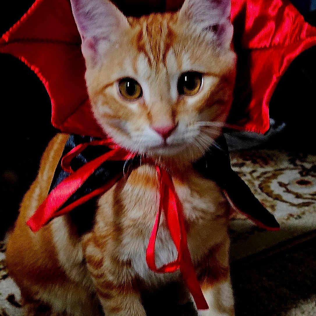 Rocky Rafael is registered to the contest to win money with this photo: animal, carpet, cat, closeup, costume, curious, cute, domestic_cat, ears, eyes, feline, fur, indoor, orange_tabby, pet, pet_costume, portrait, red_ribbon, sitting, whiskers