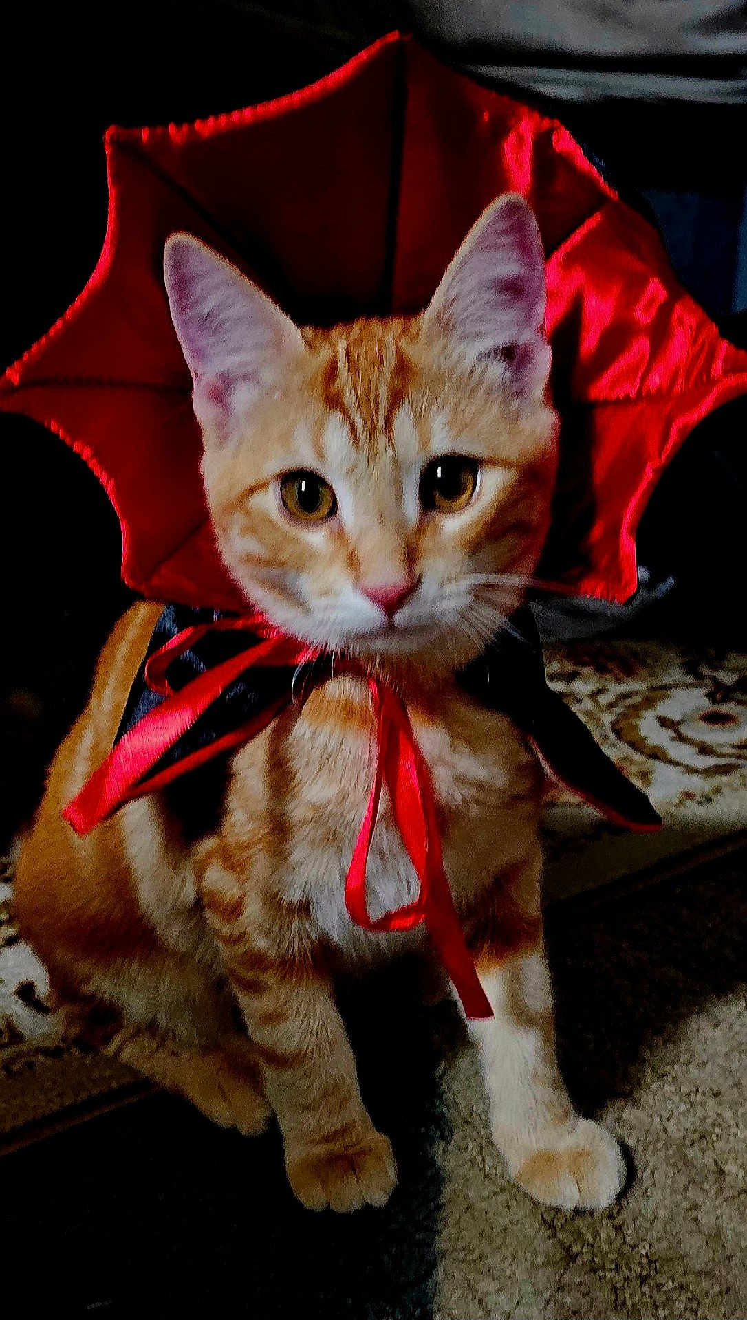Rocky Rafael is registered to the contest to win money with this photo: animal, carpet, cat, closeup, costume, curious, cute, domestic_cat, ears, eyes, feline, fur, indoor, orange_tabby, pet, pet_costume, portrait, red_ribbon, sitting, whiskers