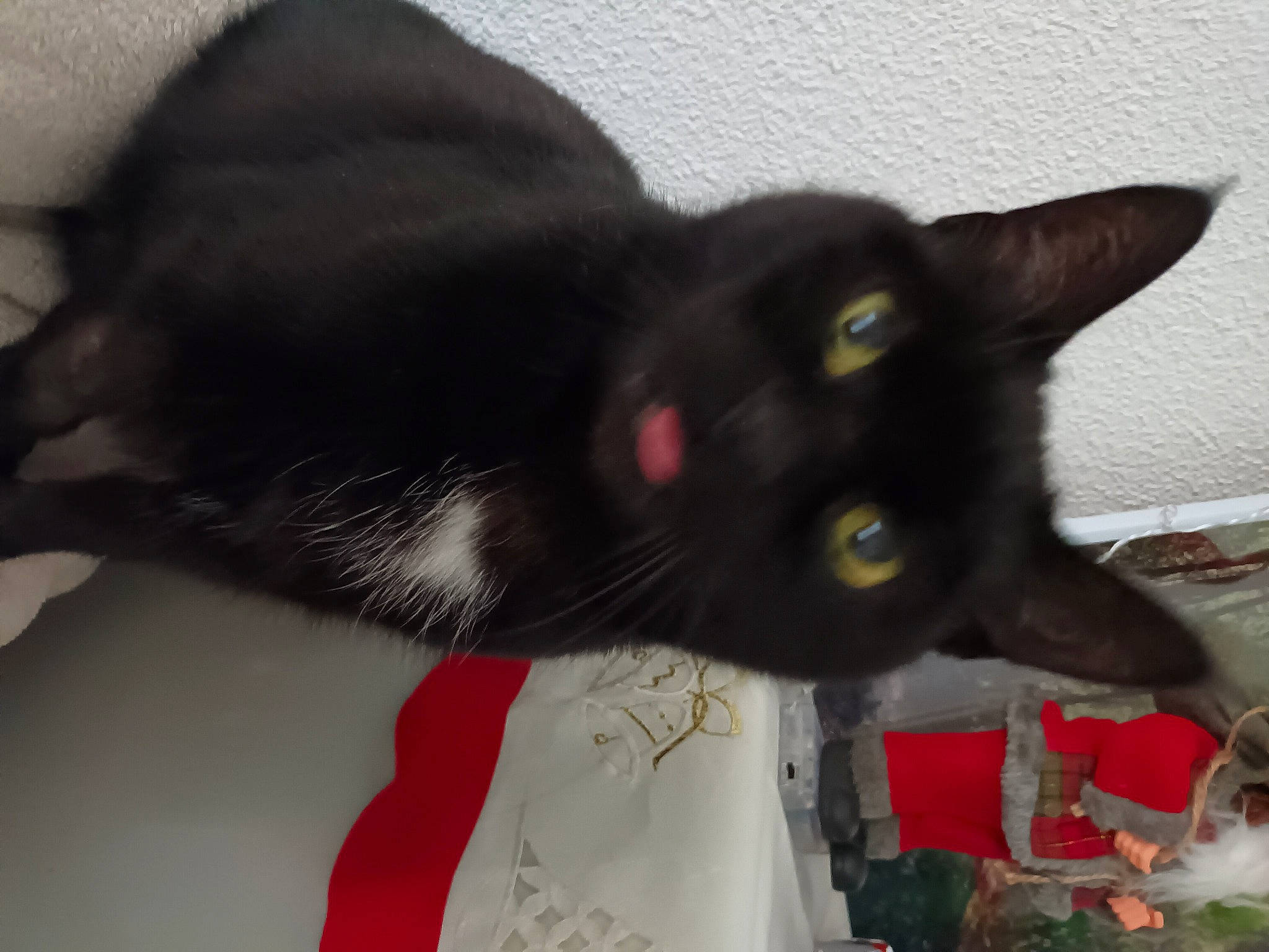 Bibi Black participe au concours pour gagner de l'argent avec cette photo : black_cat, bombay, carmine, carnivore, cat, claw, domestic_short_haired_cat, felidae, fur, plant, small_to_medium_sized_cats, snout, tail, terrestrial_animal, whiskers, window