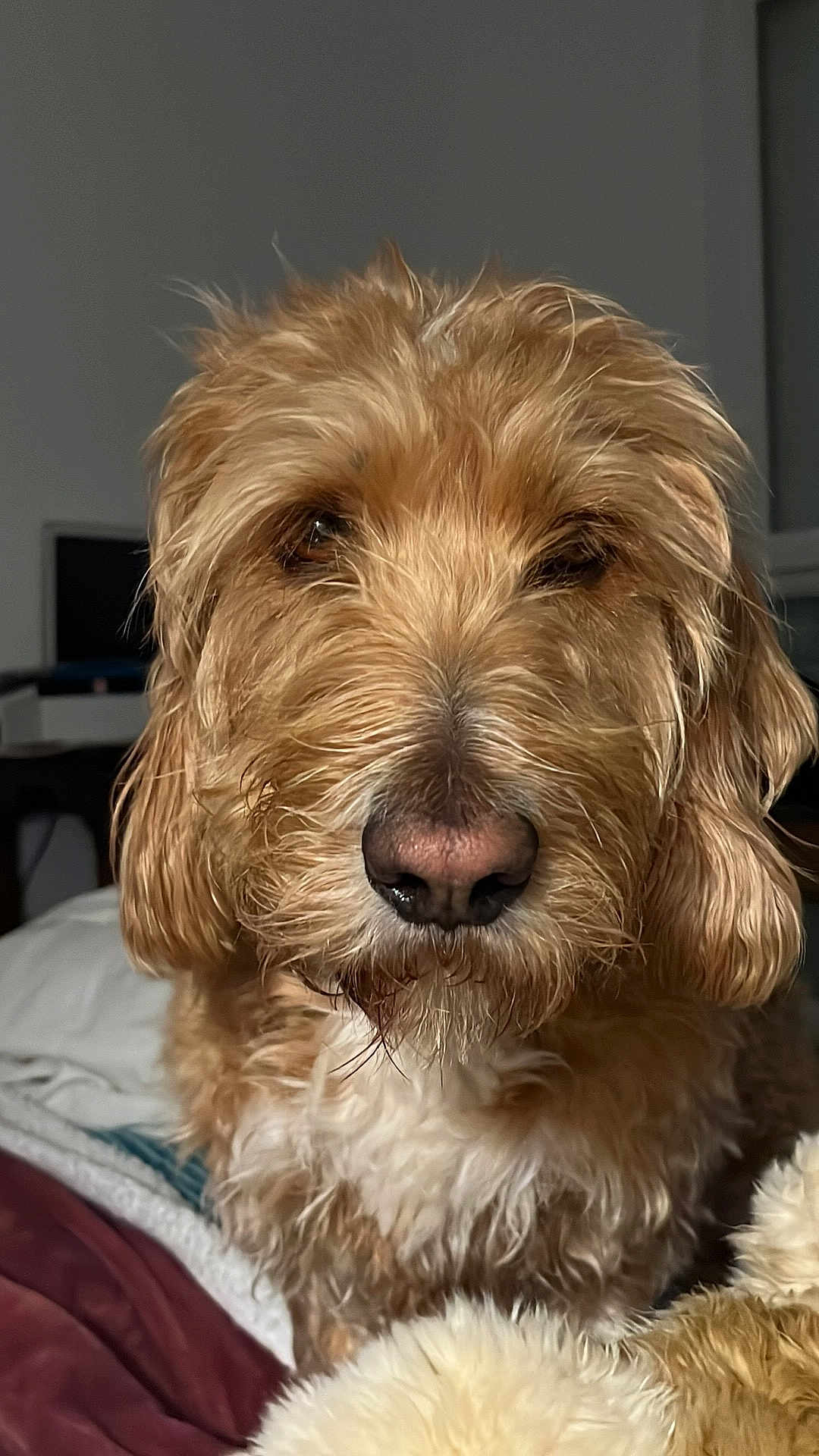 Peluche