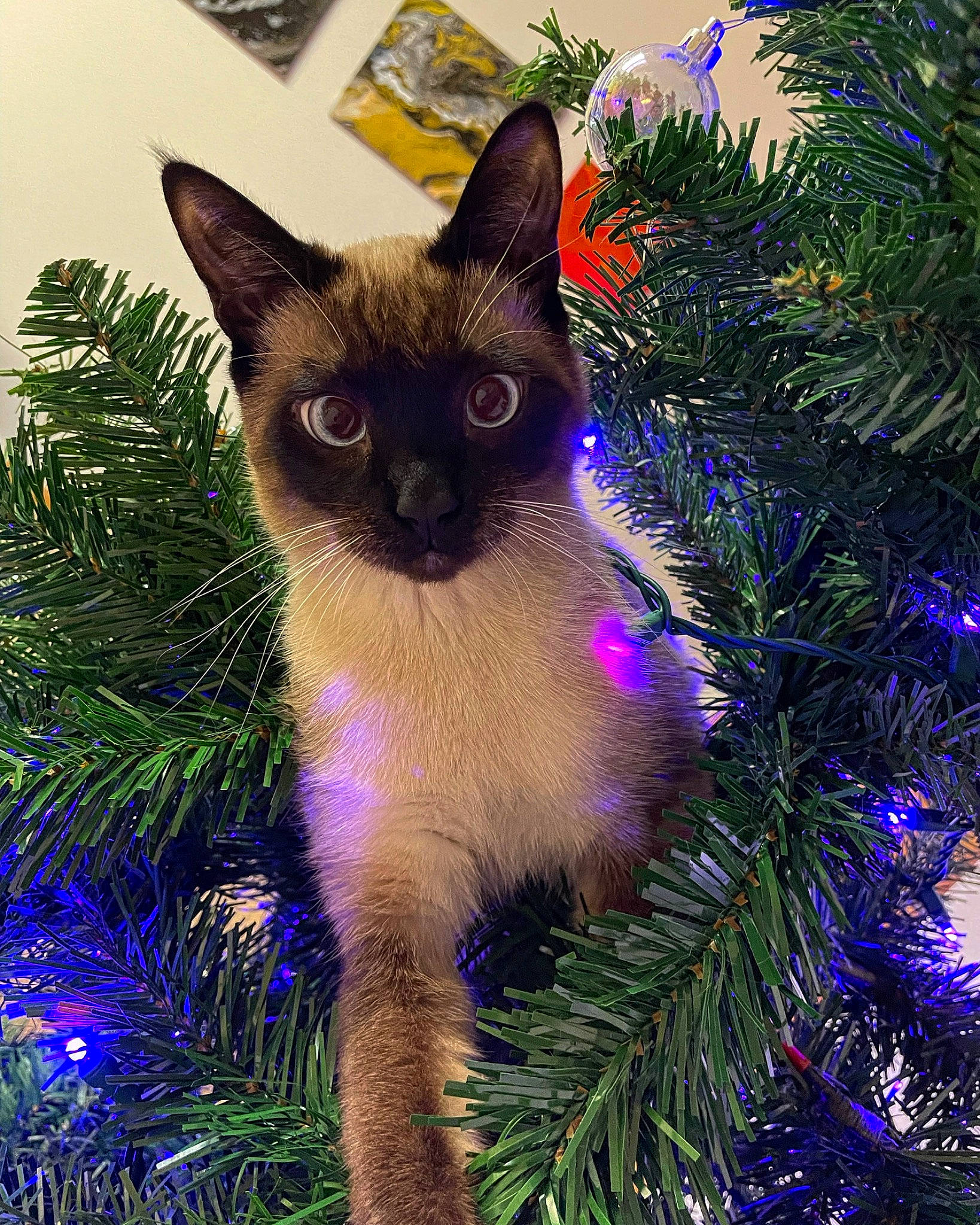 Kilo joined the competition — help win amazing prizes! carnivore, cat, christmas_decoration, christmas_tree, conifer, electric_blue, event, evergreen, felidae, fur, grass, mammal, ornament, plant, siamese, small_to_medium_sized_cats, snout, tail, vertebrate, whiskers