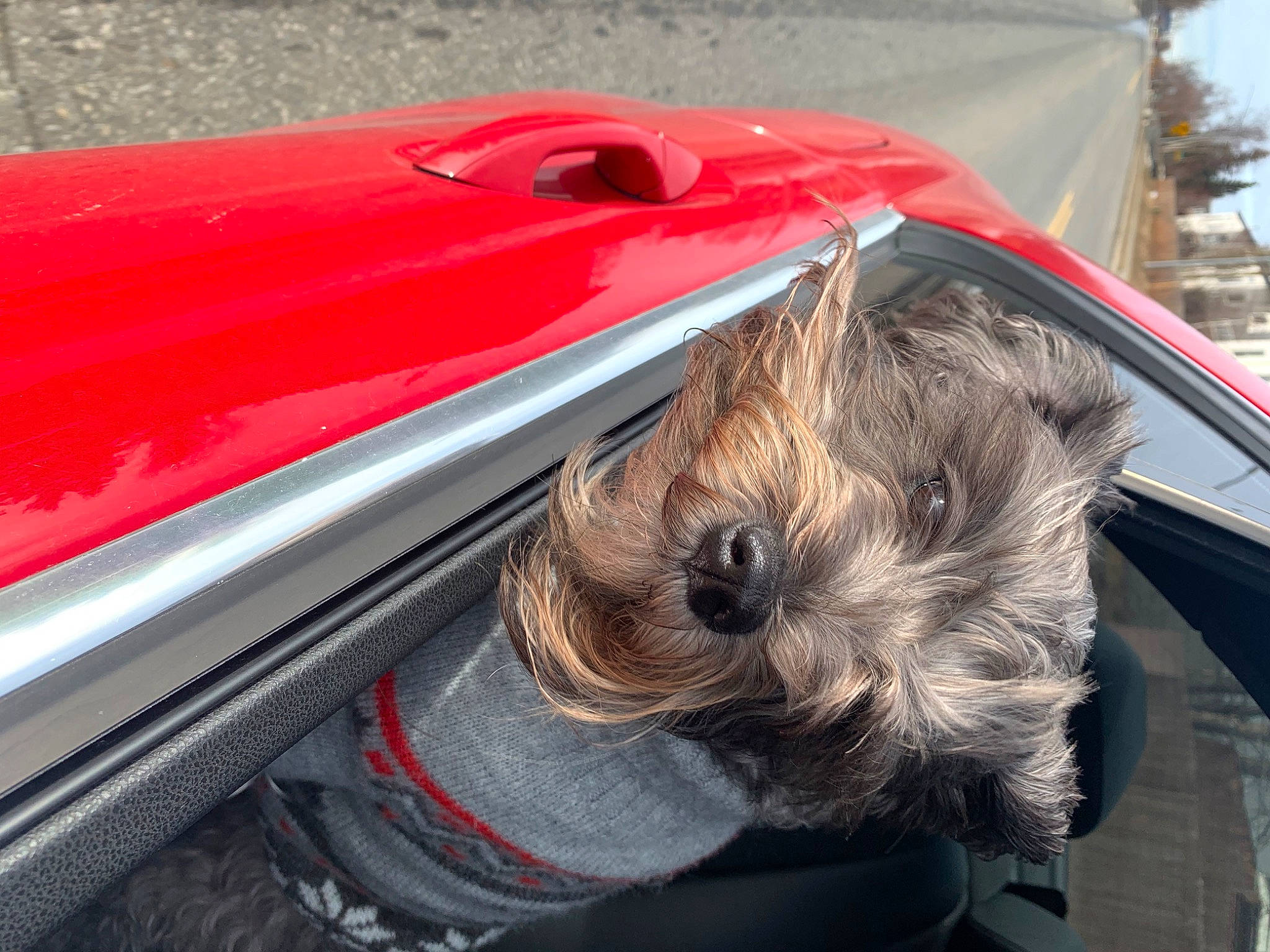 Zoey is registered to the contest to win money with this photo: cairn_terrier, canidae, car, carnivore, companion_dog, dog, dog_breed, puppy, snout, terrier, toy_dog, vehicle