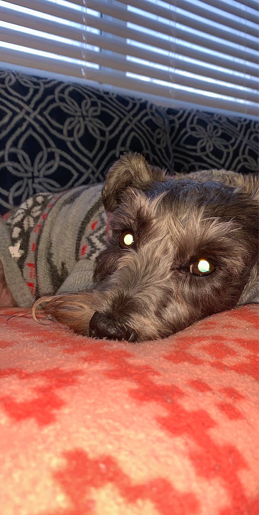 Zoey joined the competition — help win amazing prizes! canidae, carnivore, cesky_terrier, dog, dog_breed, fox_terrier, german_wirehaired_pointer, giant_schnauzer, irish_wolfhound, mammal, miniature_schnauzer, puppy, schnauzer, schnoodle, scottish_deerhound, snout, sporting_group, stichelhaar, terrier, vertebrate