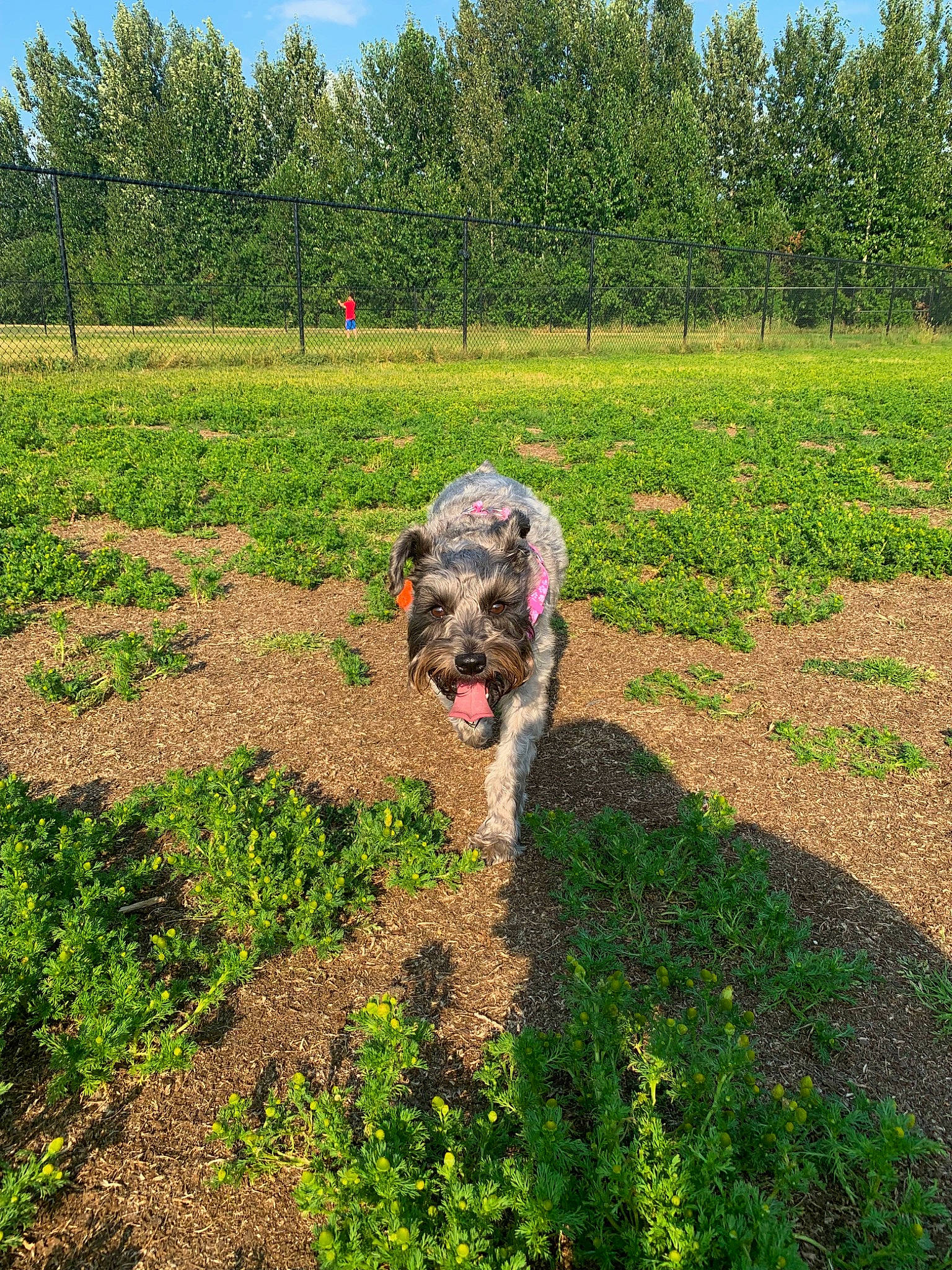 Zoey joined the competition — help win amazing prizes! canidae, carnivore, dog, dog_breed, farm, field, grass, meadow, plant, rural_area, shrub, soil, sporting_group, tree