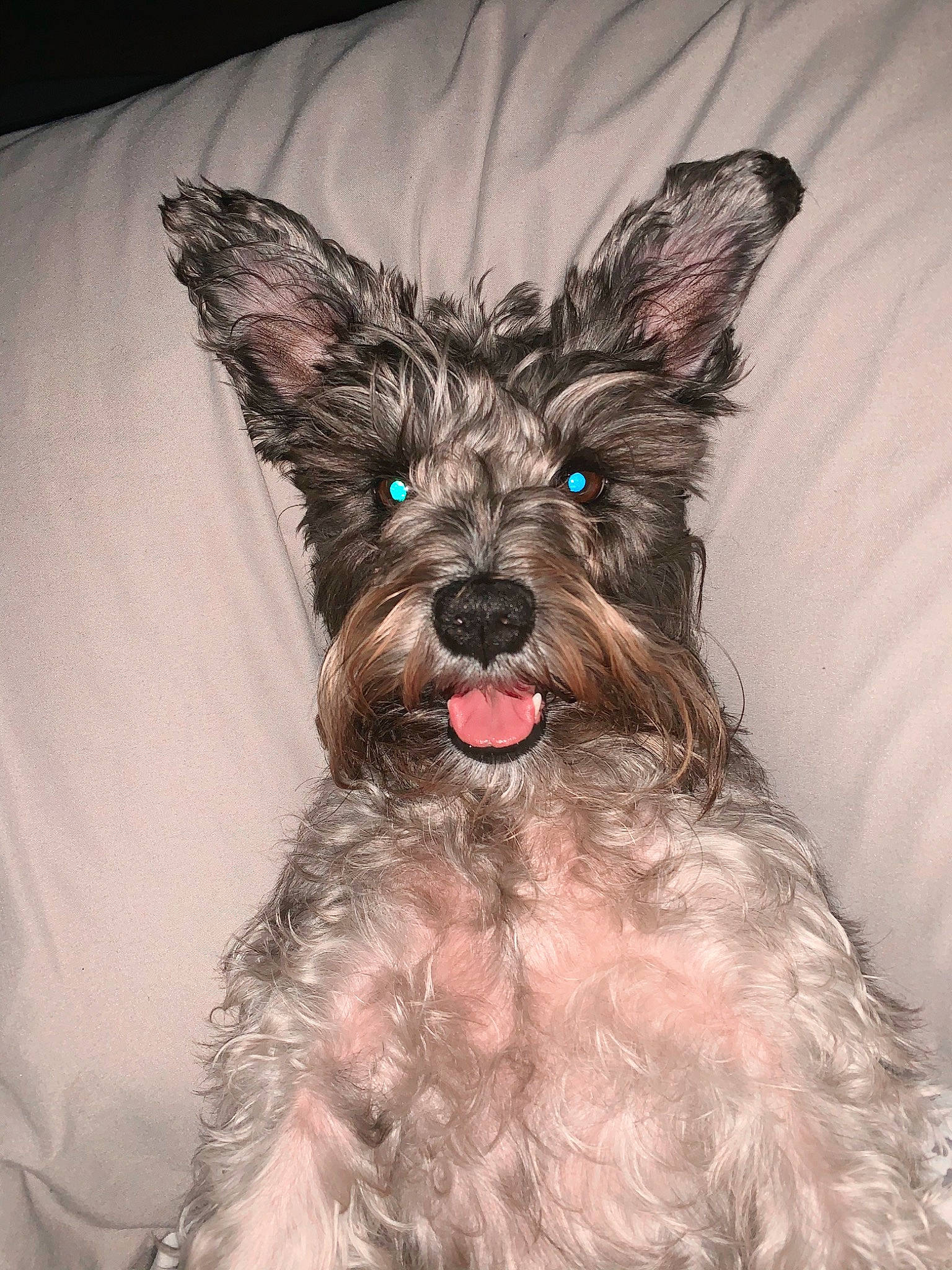 Zoey is registered to the contest to win money with this photo: australian_silky_terrier, berger_picard, cairn_terrier, canidae, carnivore, dog, dog_breed, ear, mammal, miniature_schnauzer, rare_breed_dog, schnauzer, schnoodle, scottish_terrier, small_terrier, snout, sporting_group, standard_schnauzer, terrier, vertebrate