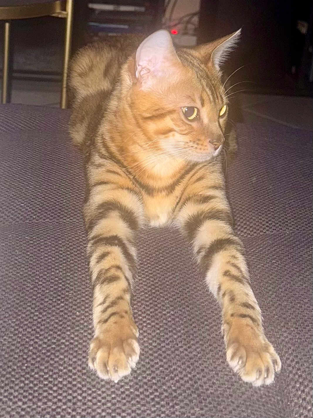 Zeus participe au concours pour gagner de l'argent avec cette photo : cat, tabby, pet, animal, feline, stretching, paws, whiskers, fur, striped, indoor, resting, looking_away, closeup, texture, dark_background, curious, relaxed, mammal, domestic