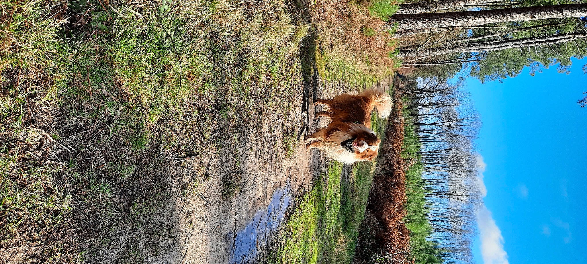 Jingle participe au concours pour gagner de l'argent avec cette photo : carnivore, dog, fawn, forest, grass, lake, landscape, natural_landscape, nature_reserve, plant, sky, tail, tree, trunk, water, watercourse, wetland, wildlife, window, wood