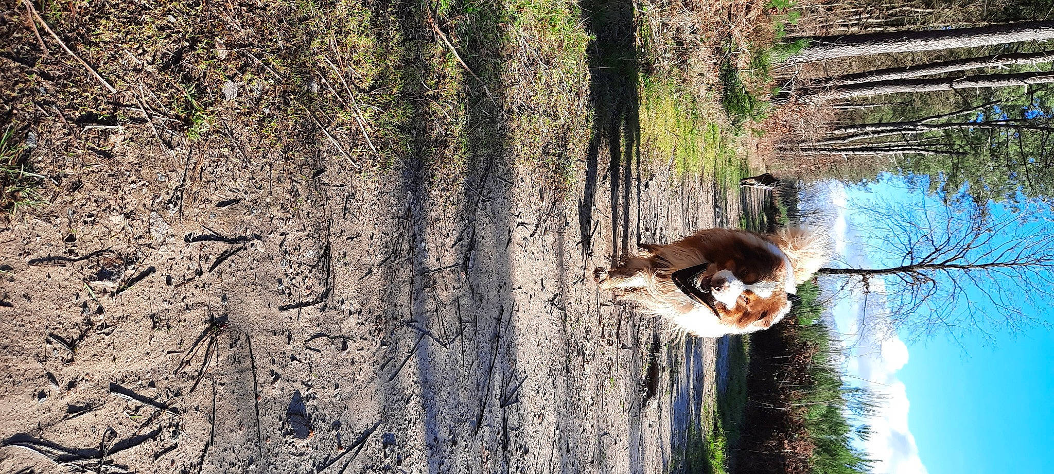 Jingle participe au concours pour gagner de l'argent avec cette photo : branch, carnivore, fawn, forest, grass, grass_family, landscape, leisure, people_in_nature, plant, recreation, reflection, shadow, sporting_group, tail, tree, trunk, water, wildlife, wood