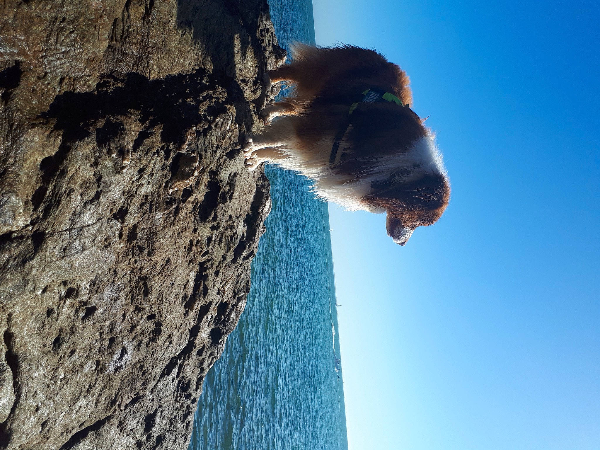 Jingle a rejoint le concours — aidez-le/la à gagner de superbes lots ! adventure, azure, beach, bedrock, coast, coastal_and_oceanic_landforms, formation, headland, horizon, klippe, landscape, ocean, plant, rock, sky, terrain, tree, trunk, water, wood