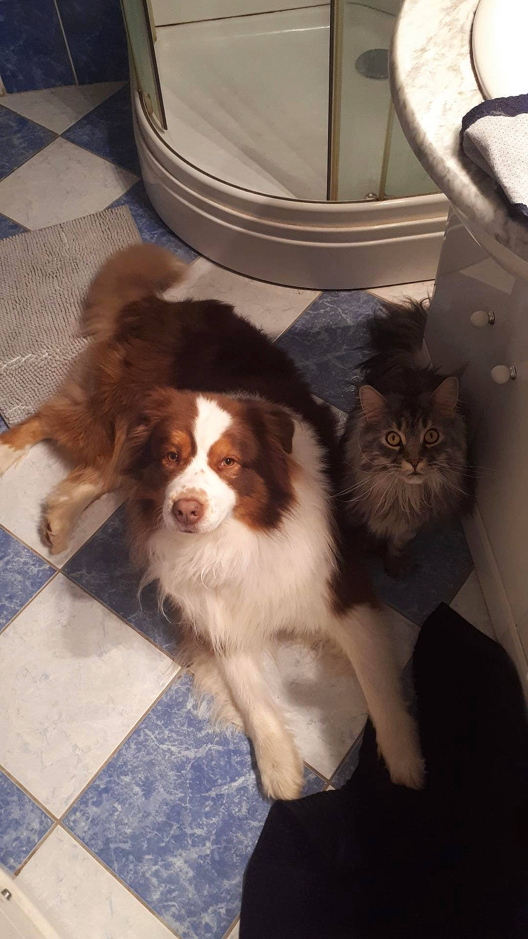 Midori a rejoint le concours — aidez-le/la à gagner de superbes lots ! canidae, carnivore, cat, cavalier_king_charles_spaniel, companion_dog, dog, dog_breed, door, flooring, fur, herding_dog, king_charles_spaniel, laundry_room, liver, snout, sporting_group, tile_flooring, vertebrate, whiskers, working_dog