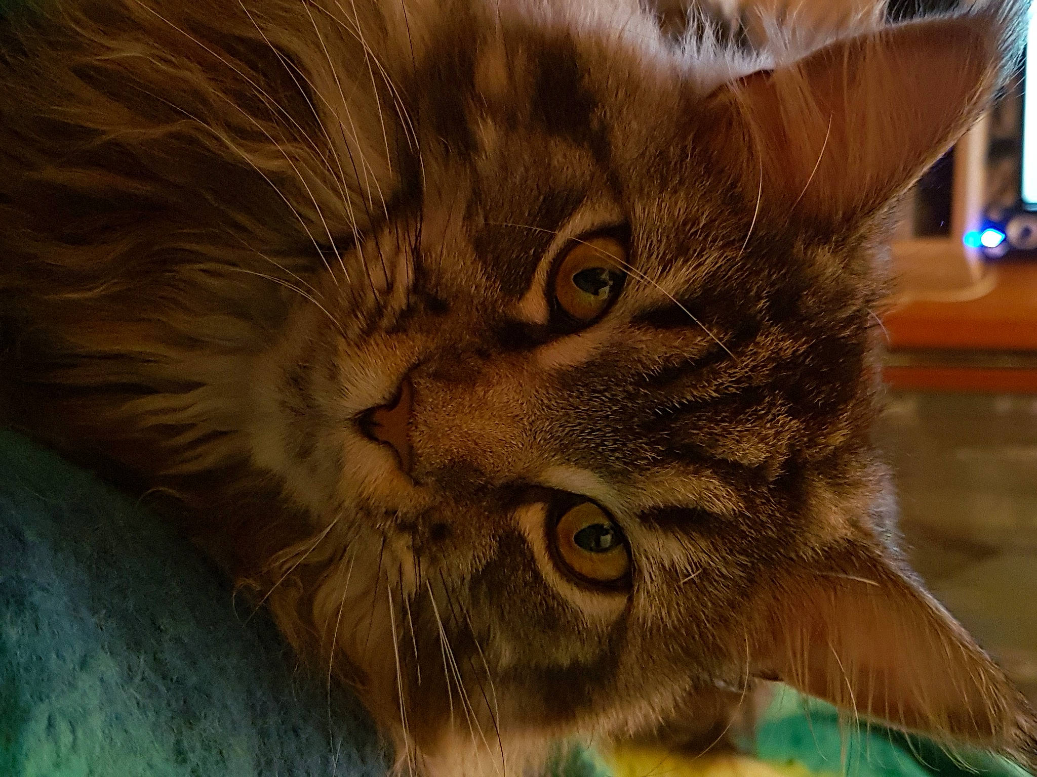 Midori participe au concours pour gagner de l'argent avec cette photo : carnivore, cat, claw, domestic_short_haired_cat, fawn, felidae, fur, maine_coon, paw, small_to_medium_sized_cats, snout, tail, terrestrial_animal, whiskers, wildlife, wood