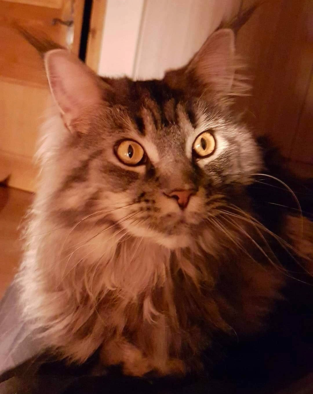 Midori a rejoint le concours — aidez-le/la à gagner de superbes lots ! box, british_longhair, carnivore, cat, domestic_short_haired_cat, fawn, felidae, flooring, fur, hardwood, maine_coon, paw, siberian, small_to_medium_sized_cats, snout, tail, whiskers, wood