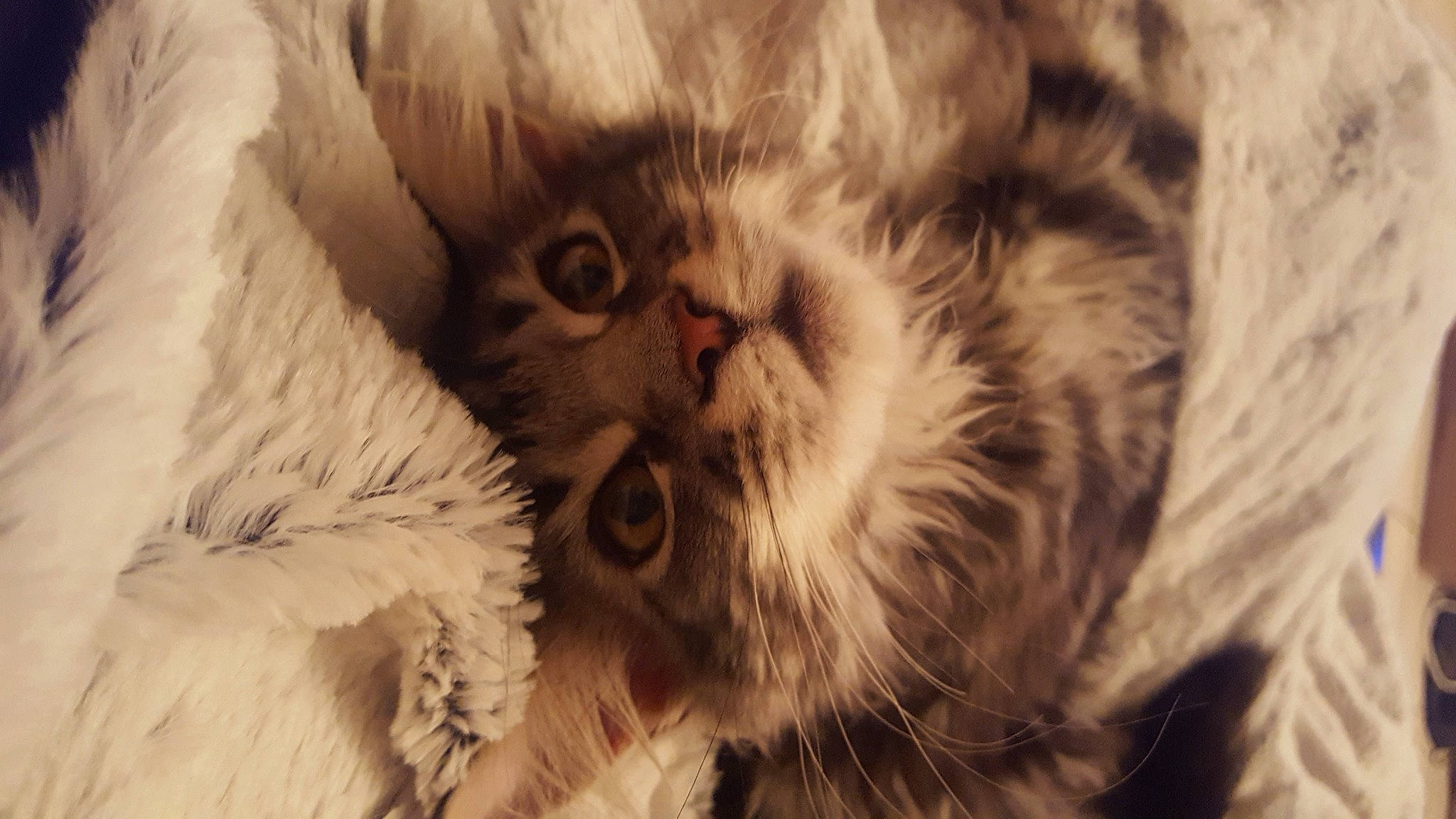 Midori participe au concours pour gagner de l'argent avec cette photo : carnivore, cat, close_up, eye, feather, felidae, fur, grass, macro_photography, monochrome, pattern, paw, petal, plant, small_to_medium_sized_cats, snout, tail, terrestrial_animal, whiskers, wildlife