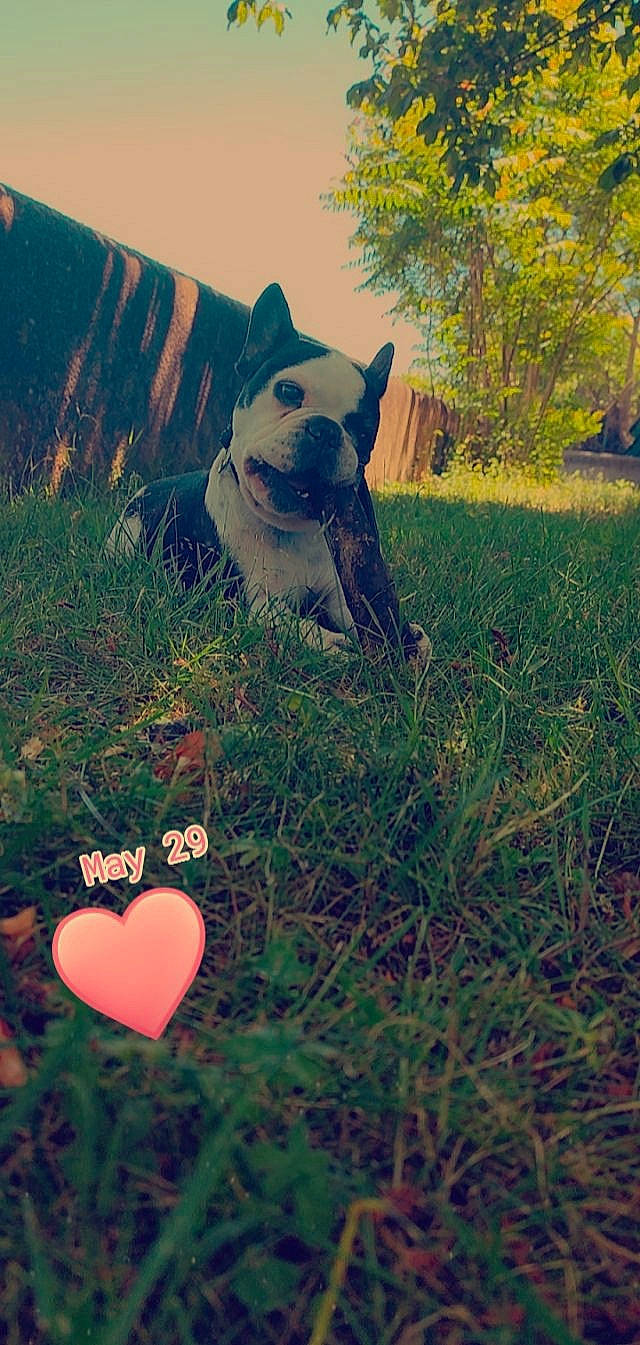 Gants a rejoint le concours — aidez-le/la à gagner de superbes lots ! carnivore, companion_dog, dog, dog_breed, fawn, foot, grass, grass_family, happy, landscape, leaf, light, people_in_nature, petal, plant, sky, sunlight, tail, tints_and_shades, tree