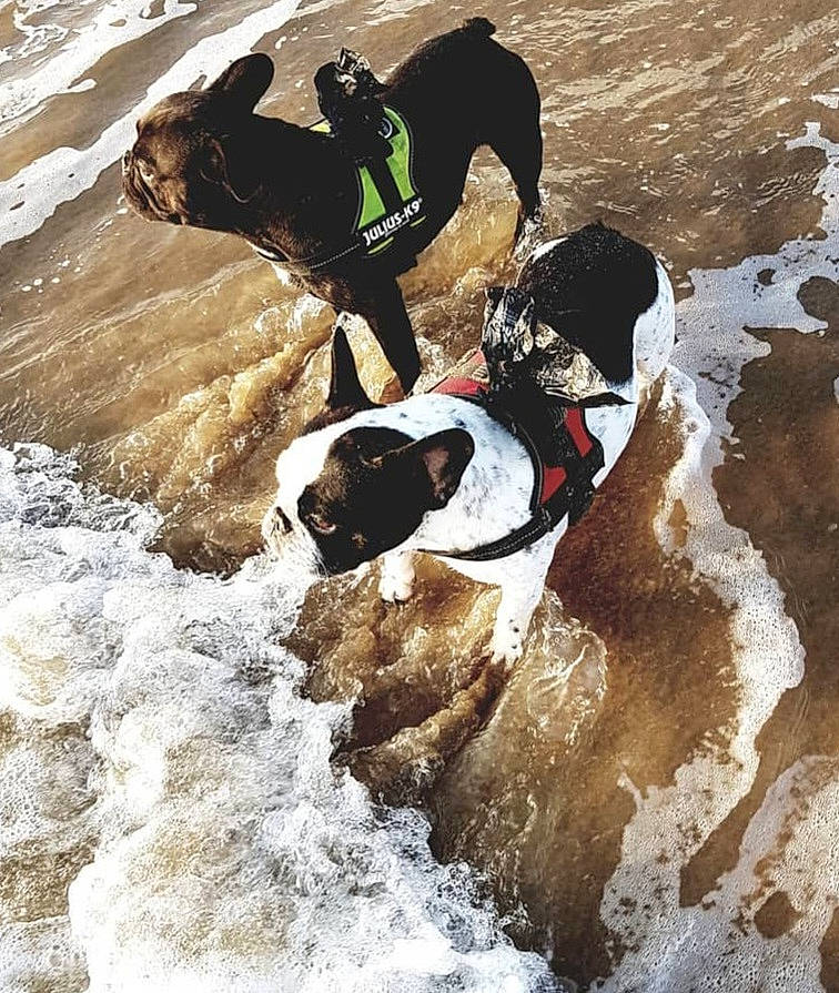 Gants participe au concours pour gagner de l'argent avec cette photo : adventure, canidae, carnivore, companion_dog, dog, dog_breed, dog_collar, dog_supply, fluvial_landforms_of_streams, fun, personal_protective_equipment, pet_supply, recreation, snout, sporting_group, sports, stream, water, working_animal, working_dog