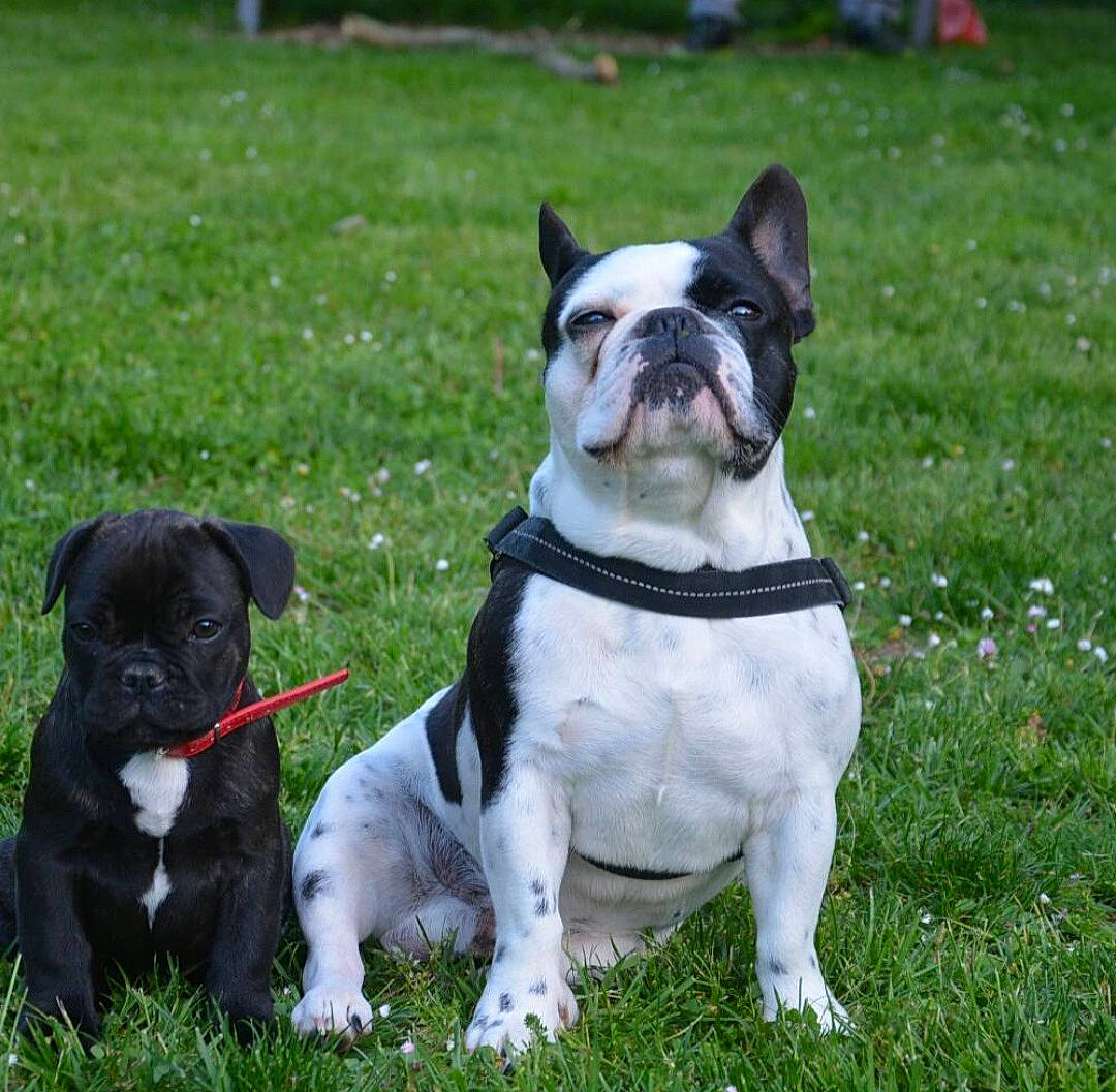 Gants participe au concours pour gagner de l'argent avec cette photo : bulldog, canidae, carnivore, collar, companion_dog, dog, dog_breed, dog_collar, fashion_accessory, fawn, grass, green, lawn, leash, plant, snout, sporting_group, tail, toy_dog, working_animal