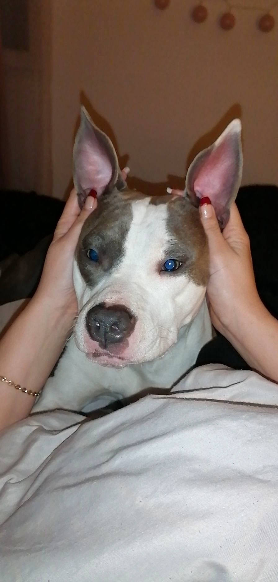 Kendra participe au concours pour gagner de l'argent avec cette photo : bull_terrier, canidae, carnivore, collar, comfort, companion_dog, dog, dog_breed, ear, fawn, non_sporting_group, old_english_terrier, snout, sporting_group, whiskers, working_animal