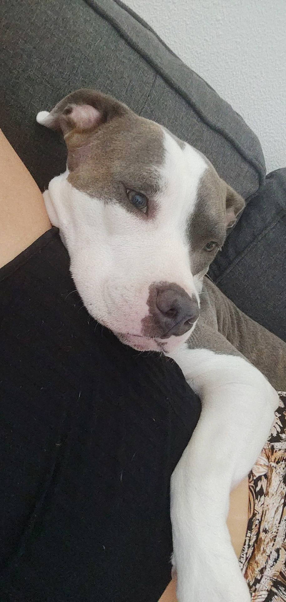 Kendra a rejoint le concours — aidez-le/la à gagner de superbes lots ! bull_terrier, bull_terrier_miniature, canidae, carnivore, collar, comfort, companion_dog, dog, dog_breed, no_expression, non_sporting_group, snout, sporting_group, terrestrial_animal, whiskers, working_animal