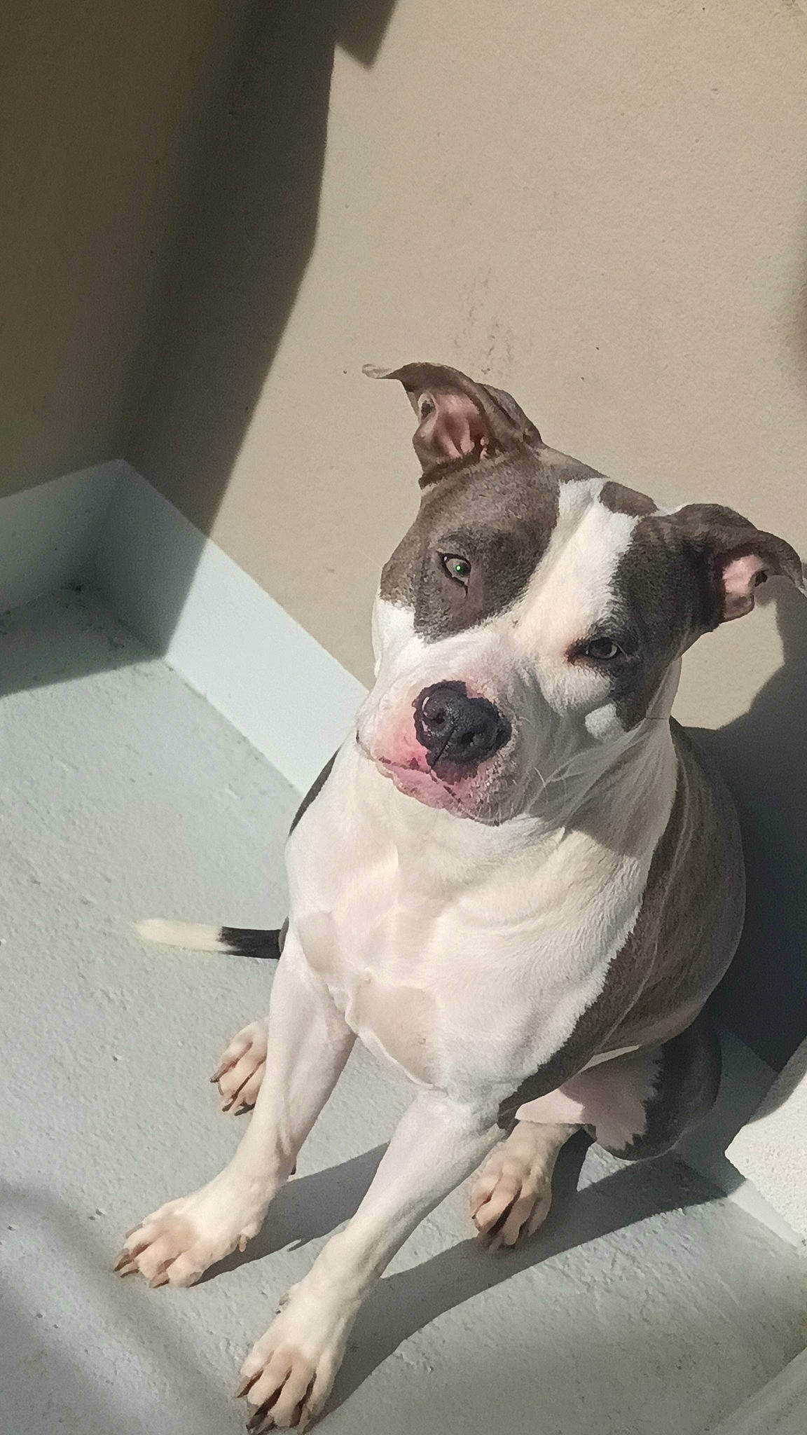 Kendra a rejoint le concours — aidez-le/la à gagner de superbes lots ! canidae, carnivore, collar, companion_dog, dog, dog_breed, dog_collar, fang, fawn, non_sporting_group, paw, puppy, sporting_group, tail, whiskers, working_animal