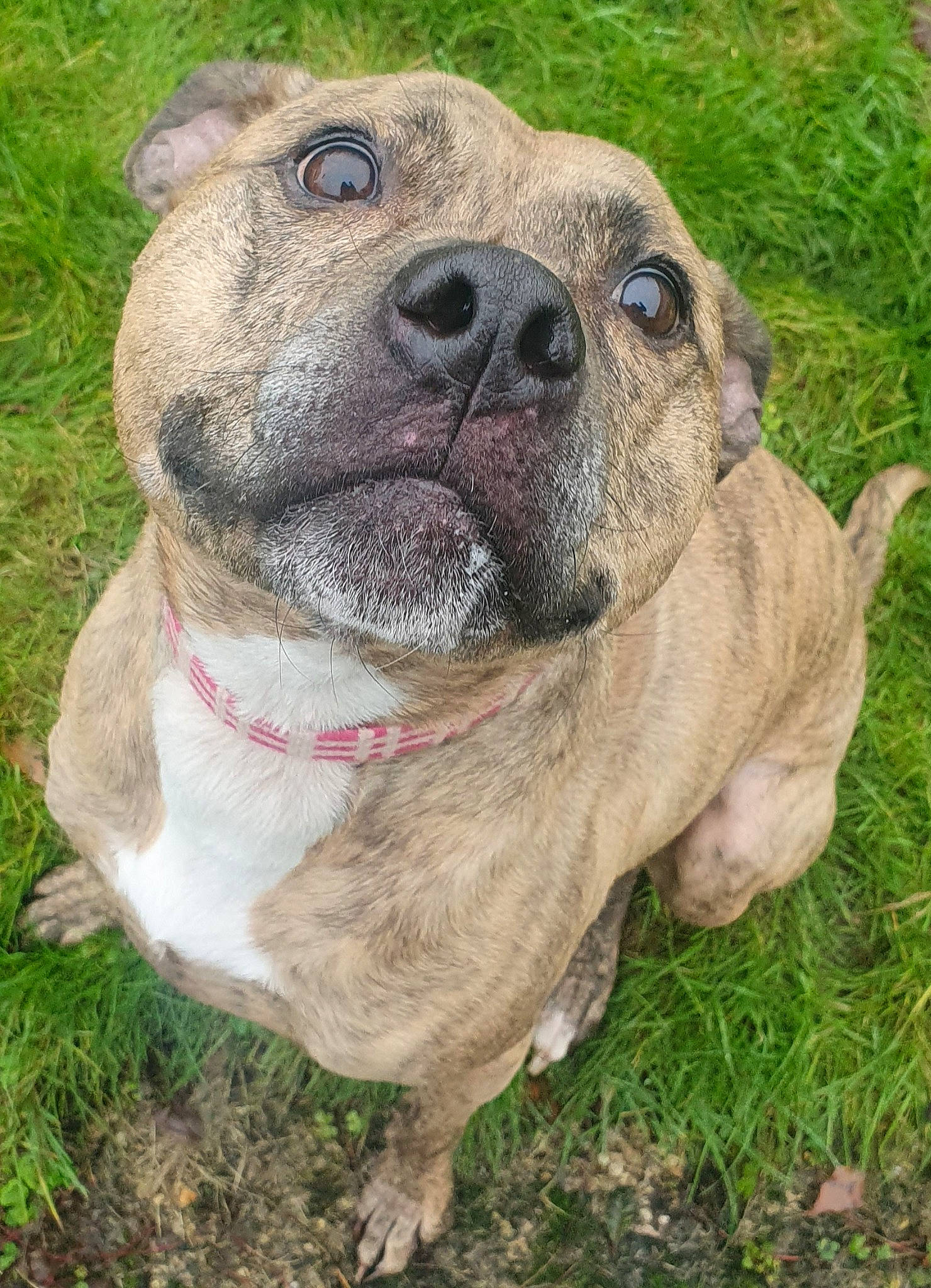 Layla is registered to the contest to win money with this photo: ancient_dog_breeds, canidae, carnivore, collar, companion_dog, dog, dog_breed, dog_collar, fawn, grass, guard_dog, molosser, puppy, snout, sporting_group, terrestrial_animal, whiskers, working_animal, working_dog, wrinkle