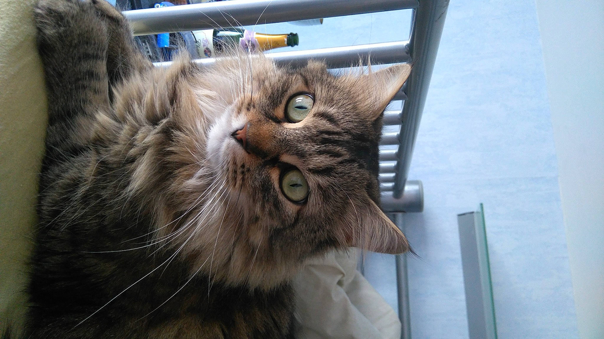 Teal'C a rejoint le concours — aidez-le/la à gagner de superbes lots ! carnivore, cat, claw, domestic_short_haired_cat, fawn, felidae, fur, maine_coon, paw, plant, small_to_medium_sized_cats, tail, terrestrial_animal, tree, whiskers, window, wood